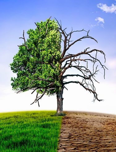Climate change withered tree and dry earth.