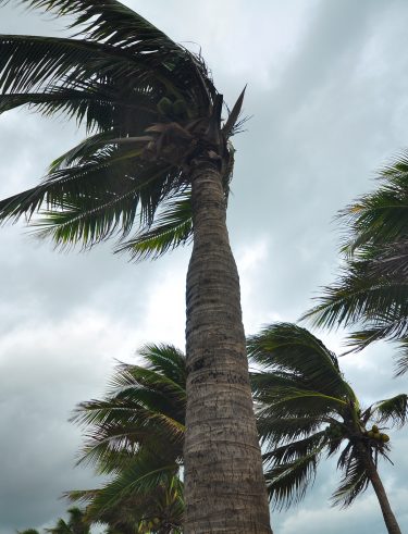 palms at hurricane